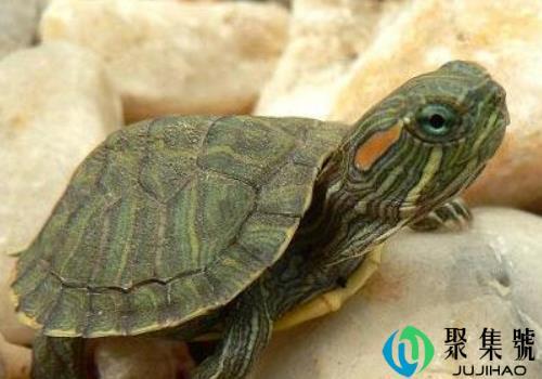 巴西红耳龟能吃吗   为什么不能放生