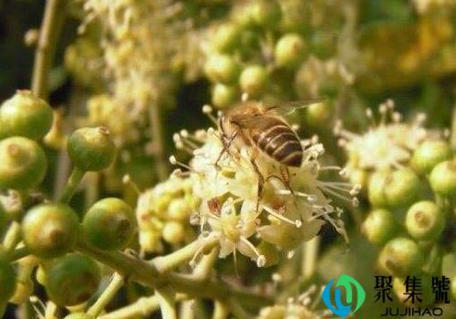 鸭脚木蜜结晶真假(鸭脚木蜜多少钱一斤)