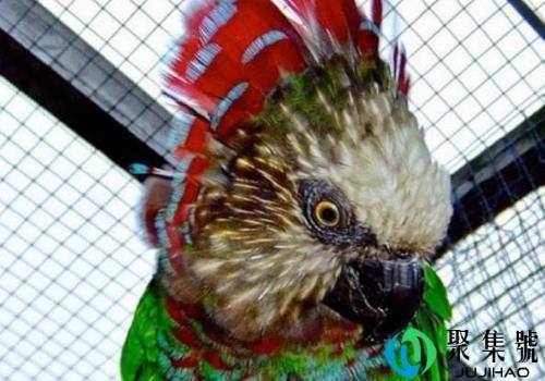 鹰头鹦鹉是几级保护动物(鹦鹉和猫头鹰的区别)