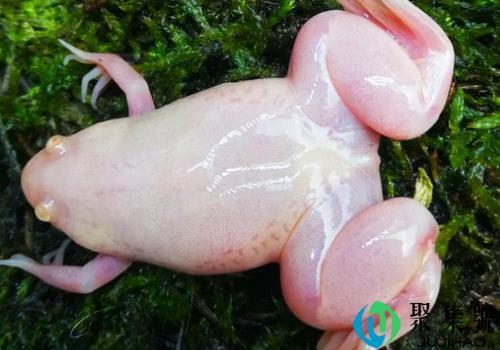 金蟾蛙有没有舌头 怎么分辨公母