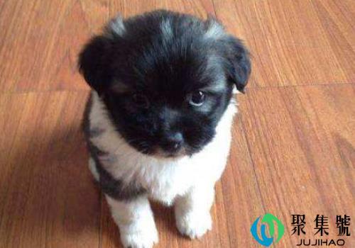 串串狗是什么狗     多少钱一只