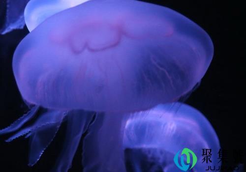 水母的寓意代表什么 死后会变成水吗