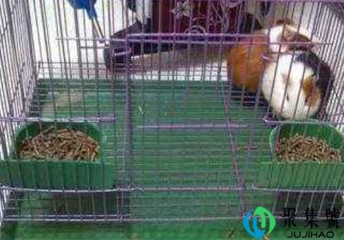 荷兰猪认人吗 聪明吗(荷兰猪多久认主人)