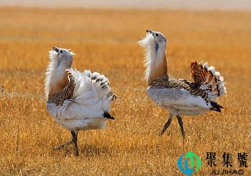 大鸨一只值多少钱(大鸨怎么读)