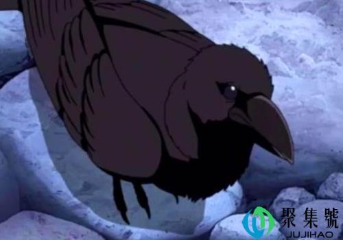 如何合法养乌鸦(乌鸦怎么养它会喜欢人)