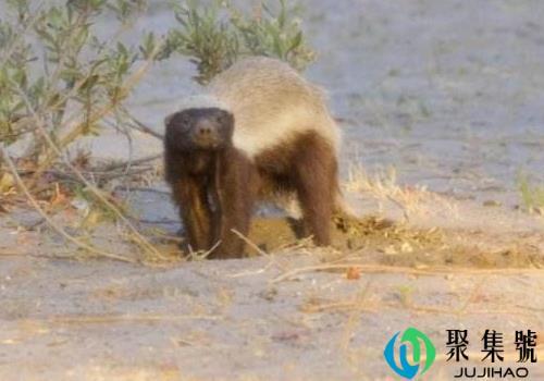 蜜獾把自己搞濒临灭绝的原因 为什么那么记仇