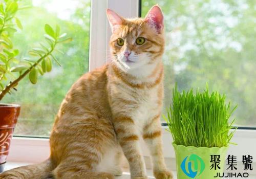 猫薄荷是薄荷草吗(猫可以吃猫薄荷草吗)