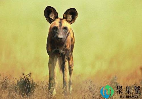 非洲野狗为什么不怕鬣狗    和鬣狗的区别