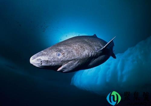格陵兰鲨有天敌吗    寿命多久