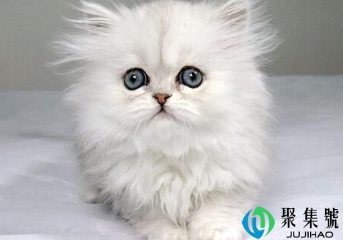 金吉拉猫认主人的吗 为什么养金吉拉的不多