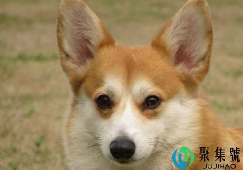 狗丢了会在附近等吗 会认新主人吗