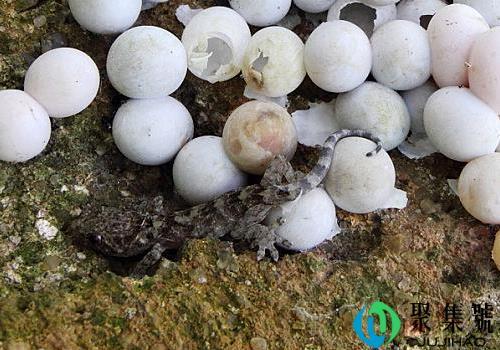 大壁虎会吃小壁虎吗 为什么