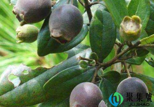 山棯子的功效与作用 泡酒泡多久能喝