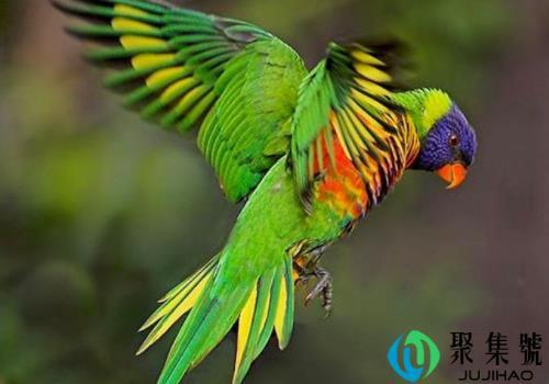 虹彩吸蜜鹦鹉怎么养    吃什么