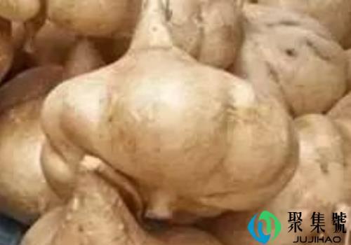 凉薯的热量高吗是多少 是水果还是蔬菜