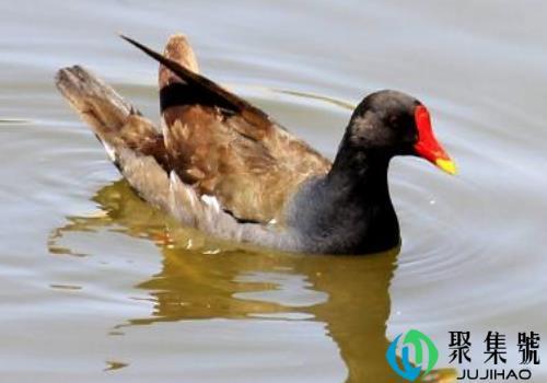 黑水鸡一年能生多少蛋 养殖前景和利润怎么样