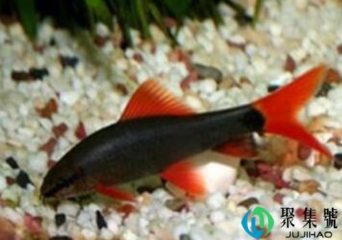 红尾黑鲨怎么养    会咬鱼吗