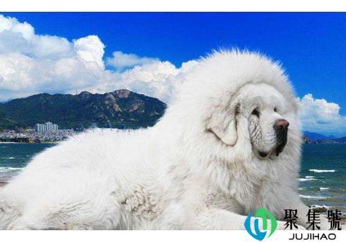 真的有海蓝兽吗 多少钱一只