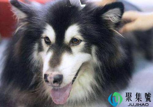 阿拉斯加犬怎么训练入厕 刚买回来的为什么不能洗澡