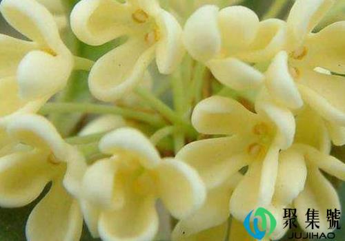 桂花是摘的好还是落下的好 摘下来怎样处理才可以用