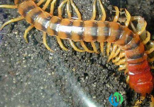 被小蜈蚣咬了要不要紧 打死了会遭报复吗