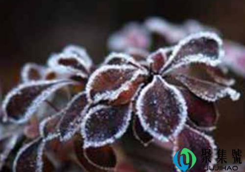 霜降祝福语有哪些 为什么柿子要霜降才能吃