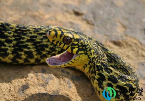 王锦蛇是不是菜花蛇    为什么那么贵