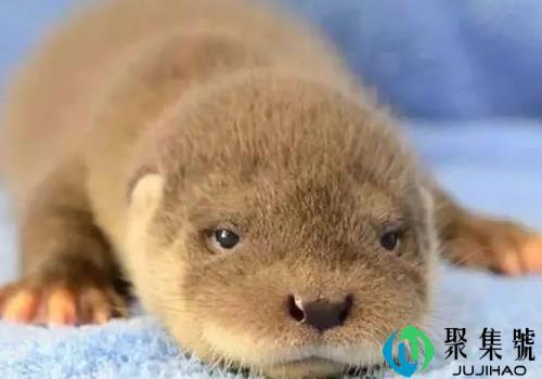 水獭的智商有多高 会随地大小便吗