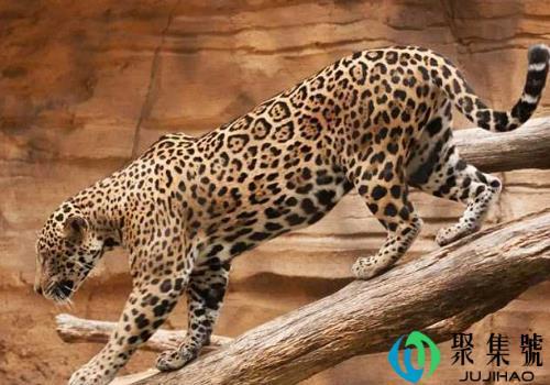 花豹是保护动物吗      和猎豹的区别