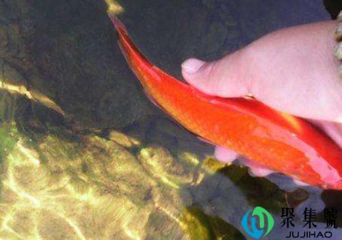 放生鱼前要说些什么 放生鱼一般放生哪种鱼