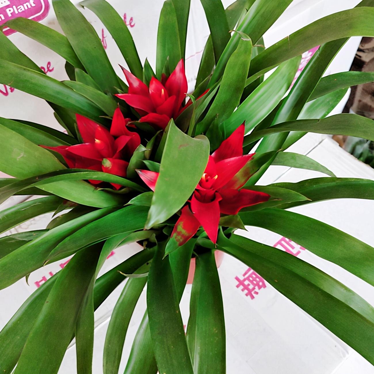 鸿运当头花怎么养家庭养法（鸿运当头花怎么养）