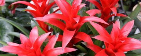 鸿运当头花怎么养才红(刚买回来的鸿运当头花怎么养)