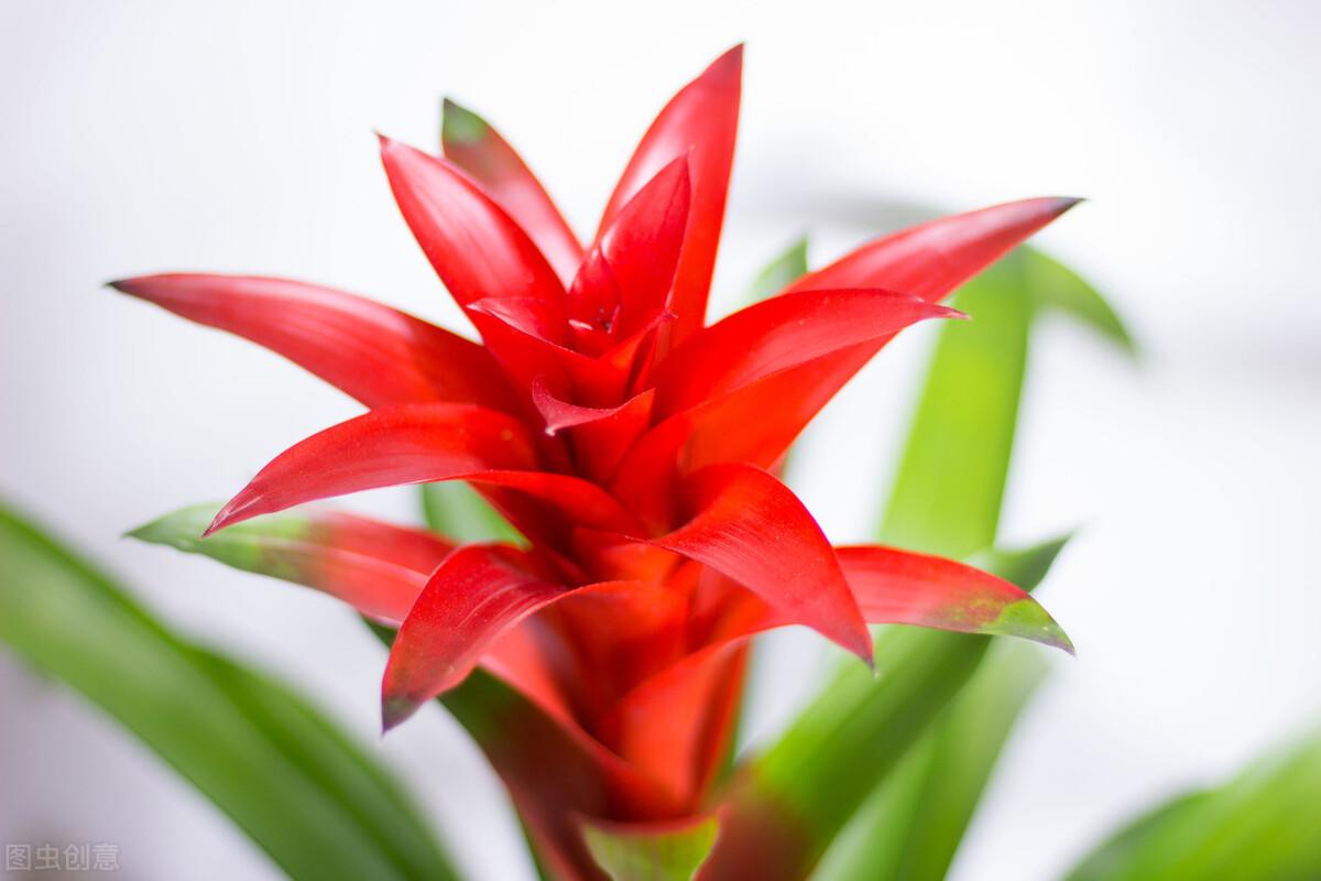 3招养好鸿运当头花（鸿运当头花怎么养才能开花）