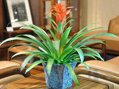 鸿运当头买回来怎么种(新买的鸿运当头怎么栽)