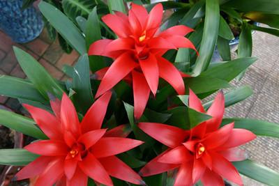 鸿运当头买回家后要怎么养护?挺简单的,方法如下