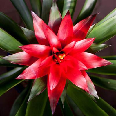 鸿运当头买回家后要怎么养护?挺简单的,方法如下