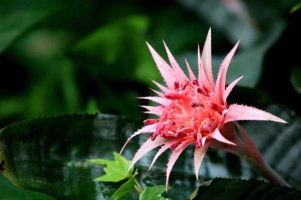 鸿运当头怎么分株繁殖的方法(鸿运当头繁殖方法和注意事项)