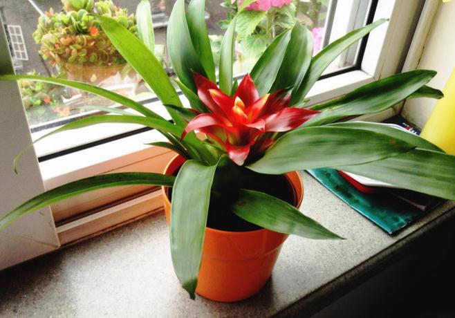 河州牡丹—鸿运当头怎么分株繁殖