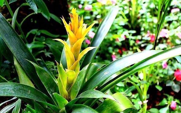 河州牡丹—鸿运当头怎么分株繁殖