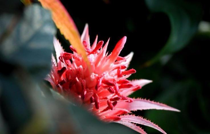 河州牡丹—鸿运当头怎么分株繁殖