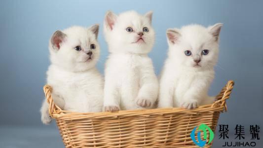 家里突然来猫预示什么风水(家里突然来了猫说明什么)