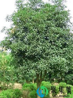 调料香叶是什么树的叶子(香料中的香叶是什么树的叶子)