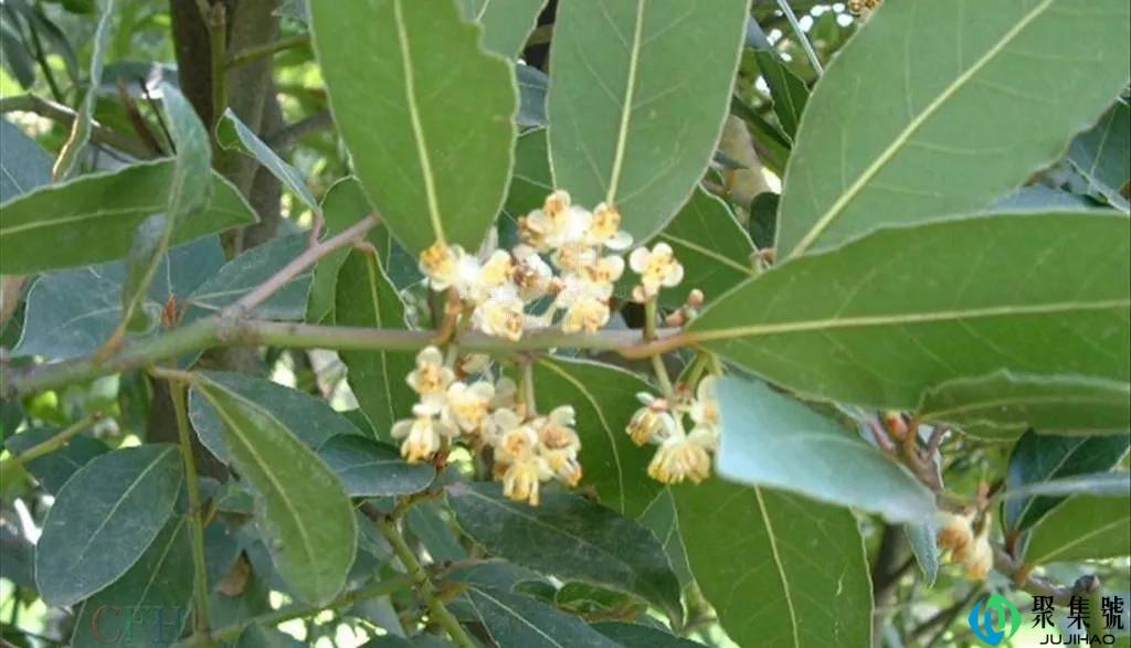 做调料的香叶是什么树的叶子,在哪里可以种植?