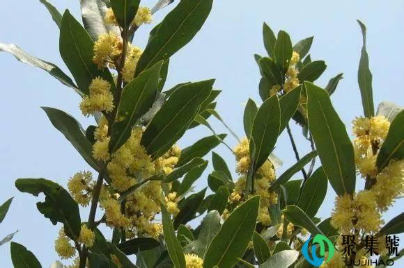 做调料的香叶是什么树的叶子,在哪里可以种植?