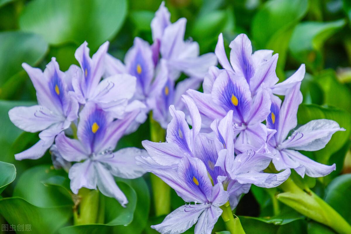 “加拿大一枝花”被全网通缉,为何专家却说要辩证看待外来物种?