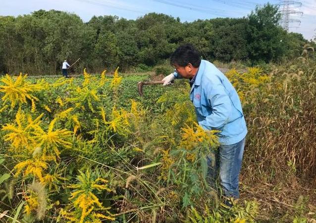 “加拿大一枝花”被全网通缉,为何专家却说要辩证看待外来物种?