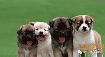 关于描写凯小动物的词句（文案素材)