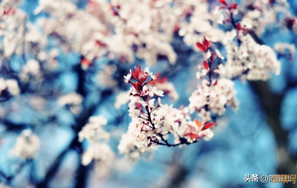 花开灿烂!那些盛开在动漫中的樱花,日本人为何总喜欢借其抒情?