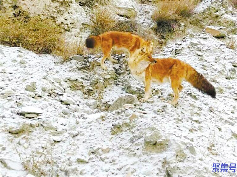 豺现身祁连山国家公园（豺是什么动物）