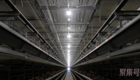 养殖场代养模式(养殖合作社盈利模式)